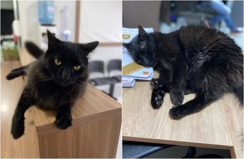 dele gato fritz chama a atenção em SC
