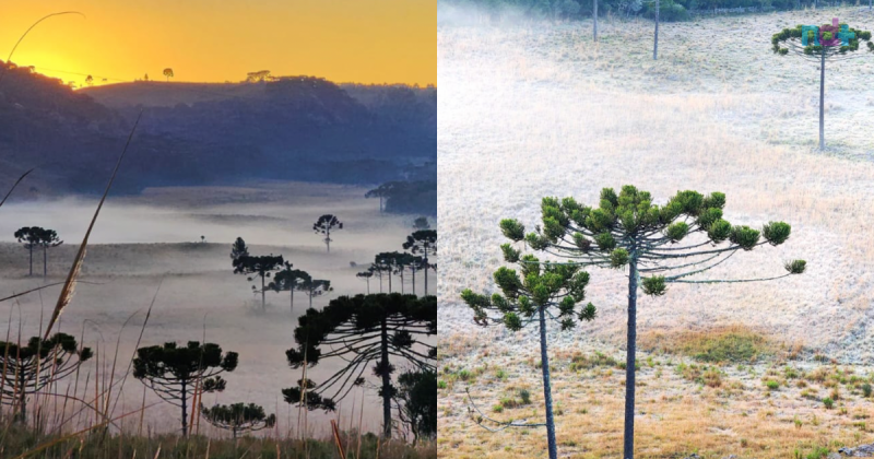 Segundo a Defesa Civil a madrugada e amanhecer terá chance de ocorrência de geada em áreas do Grande Oeste, Planaltos, Alto Vale, Grande Florianópolis Serrana e localidades do Litoral Sul – Foto: Mycchel Legnaghi /São Joaquim Online/Divulgação/ND