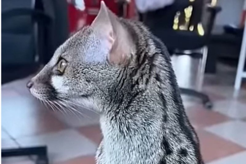 Animal ex&oacute;tico se parece com mistura entre gato e doninha – Foto: Bi&oacute;logo Henrique/Reprodu&ccedil;&atilde;o/ND