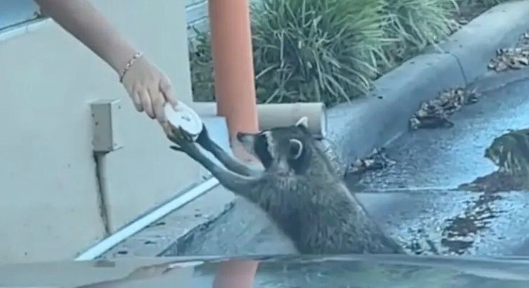 Guaxinim é recebido com donut em drive-thru 