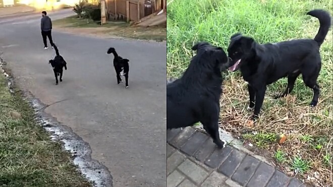 In the video, the dog looks happy next to the twin. 