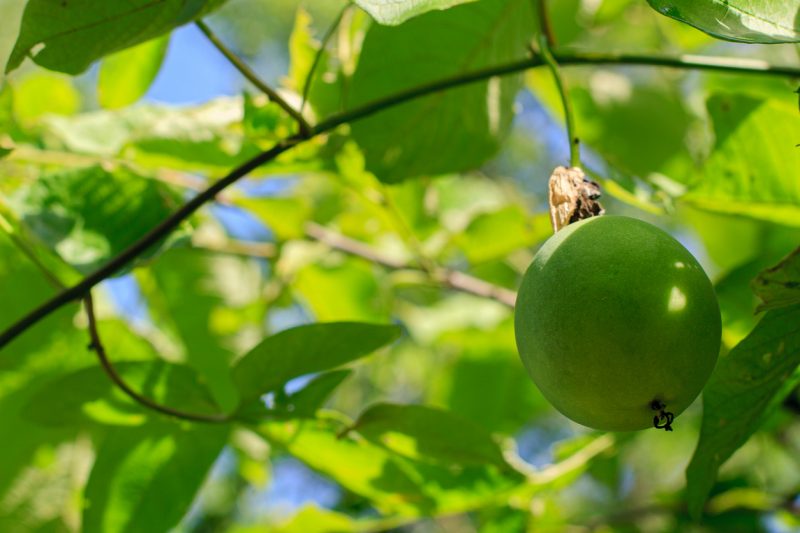 O catarina &eacute; adaptado &agrave;s condi&ccedil;&otilde;es de clima e solo aqui do Estado – Foto: Divulga&ccedil;&atilde;o