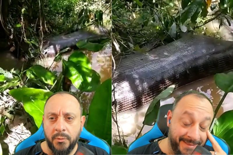 Sucuri alimentada aparece no rio