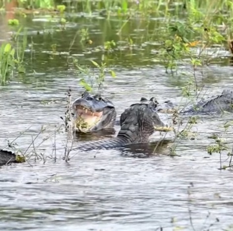 Vídeo começa com a troca fulminante de olhares entre os jacarés