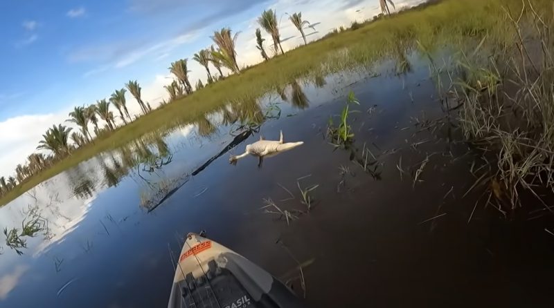 pescador flagrou cena terrível