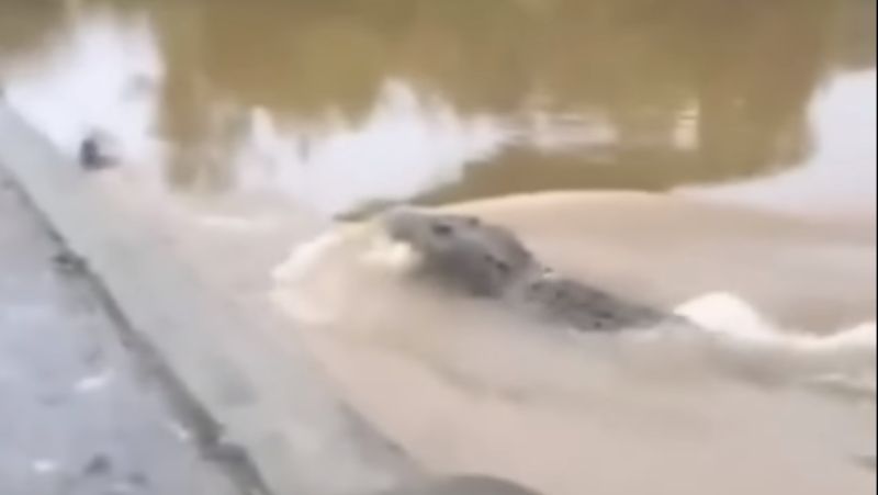 Jacaré perseguiu presa em rio