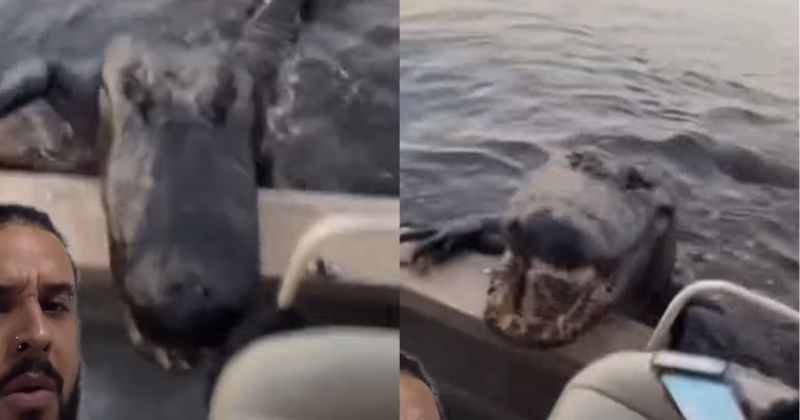 Ocupantes do barco foram surpreendidos com visita do animal – Foto: Biomesquita/Reprodu&ccedil;&atilde;o/ND