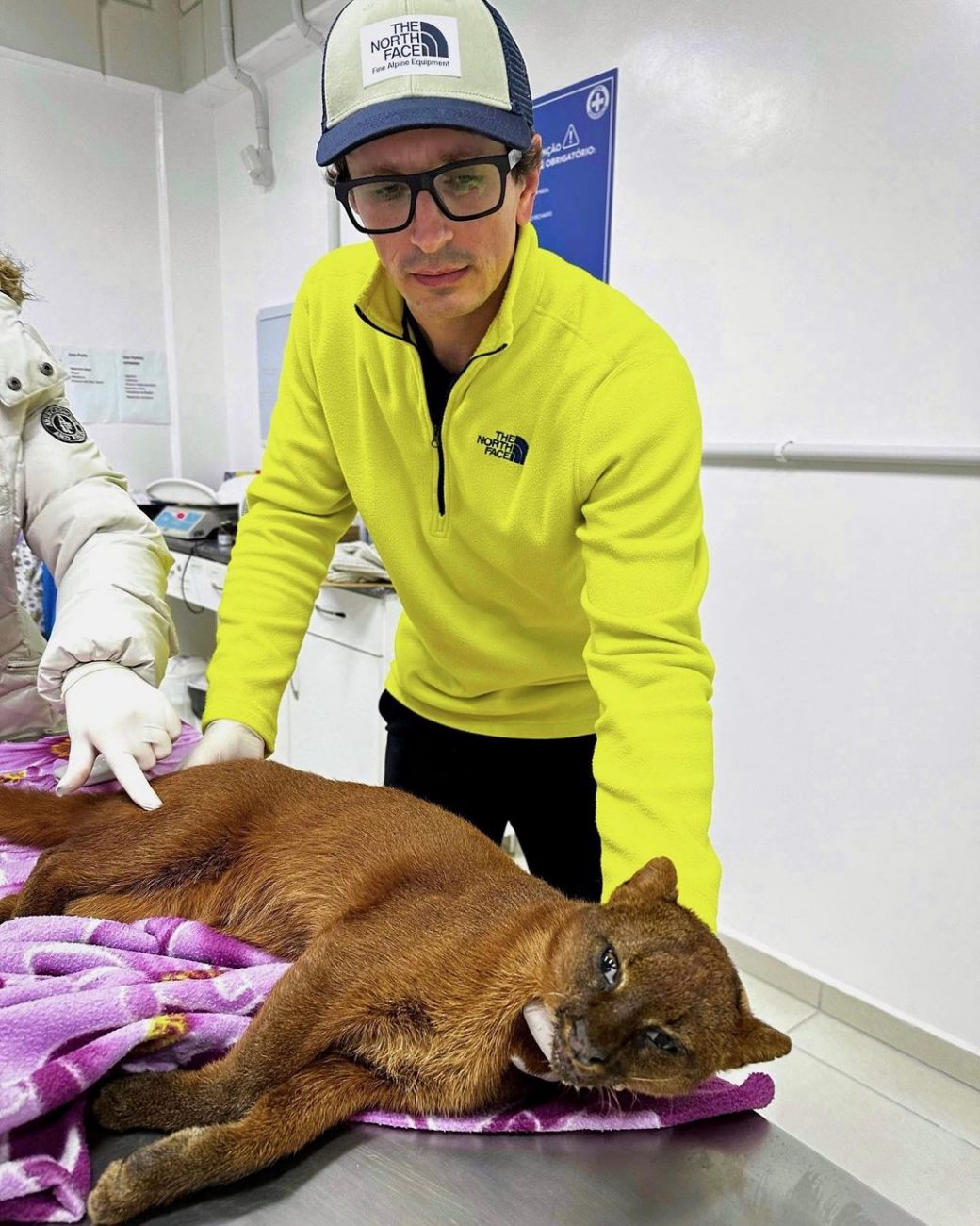 Gato-mourisco sobrevive ao ser atropelado em São Miguel do Oeste ...