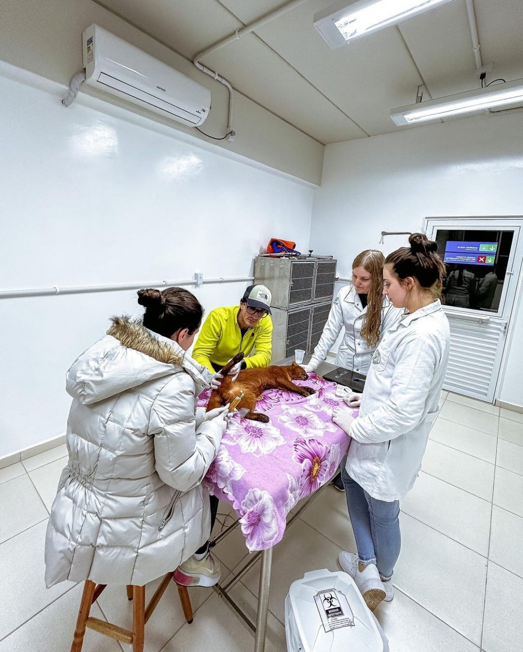 Gato-mourisco sobrevive ao ser atropelado em São Miguel do Oeste ...