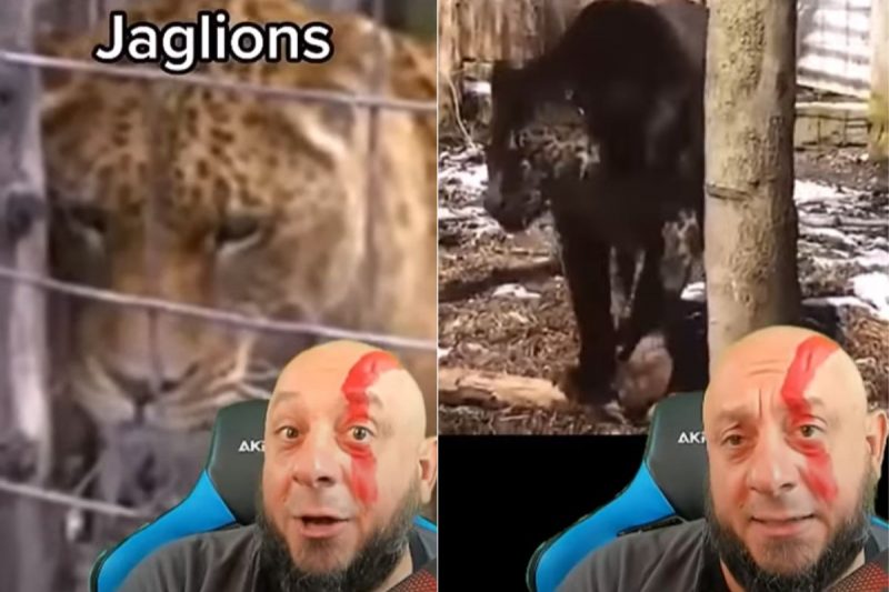 Jagleon is the result of crossing a lioness and a jaguar.