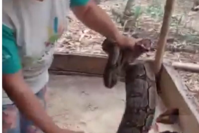 Jiboia imensa foi flagrada por donos de sítio