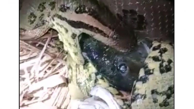 Pescador flagrou sucuri ladra roubando seus peixes