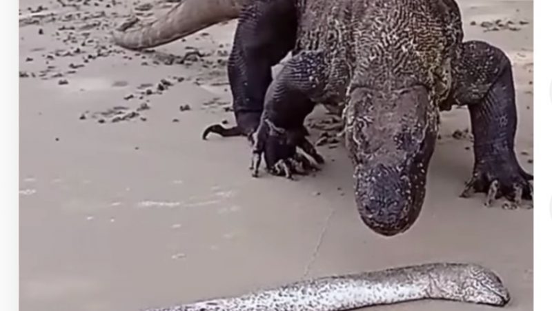 The Komodo dragon approaches the prey, which manages to fool it despite being dead.