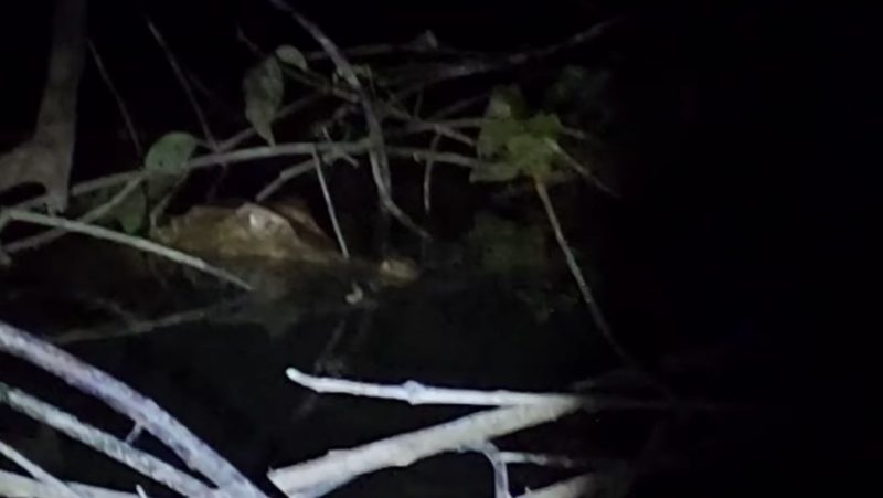Pescador fica frente a frente com grupo de jacarés