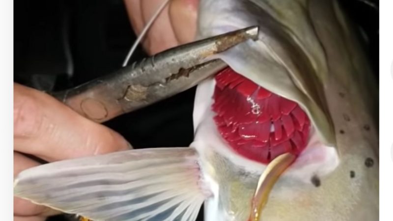 The vampire candiru even eats other fish