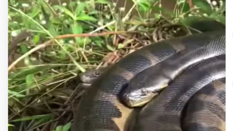 Sucuri enroscada na mata, próximo à margem de rio, eram duas