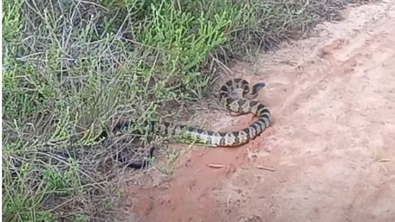 Cobra estava à espreita e assustou moradores