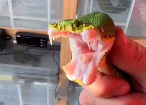 Presas de jiboia chamam a atenção