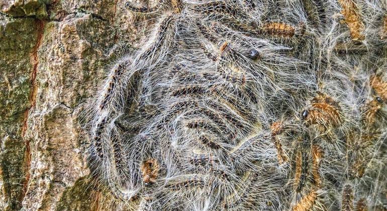 UK authorities are concerned about the invasion of toxic caterpillars that can cause asthma