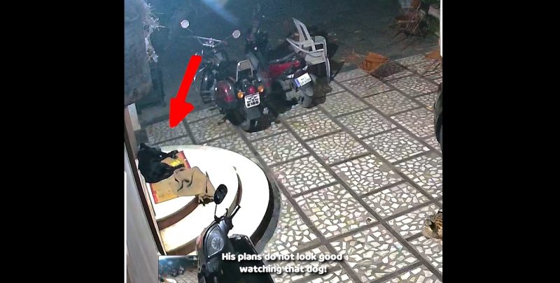 Um encontro surpreendente: leopardo e cachorro em uma cena de pura adrenalina