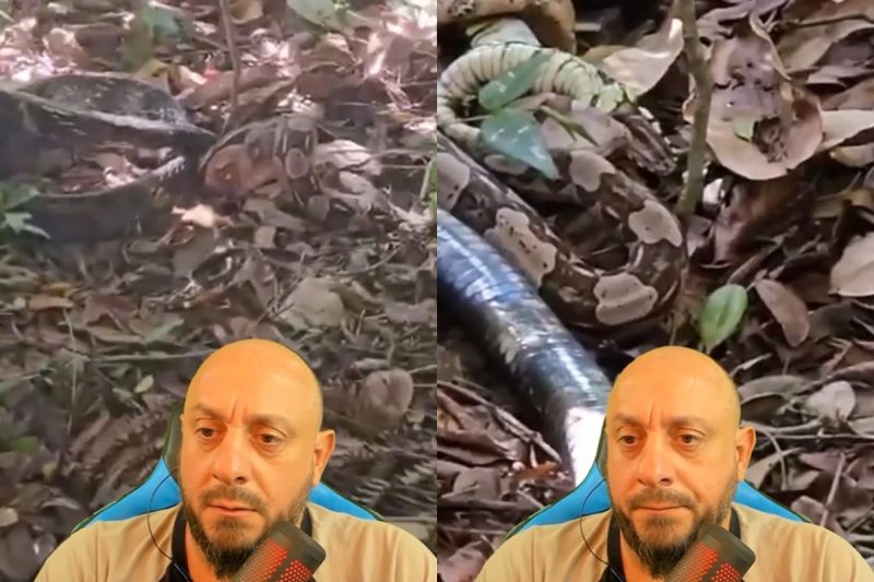 Biólogo reagiu à luta entre as cobras caninana e jiboia