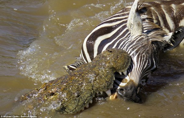 Crocodilo crava dentes em zebra no meio do p&acirc;ntano – Foto: Reprodu&ccedil;&atilde;o/ND