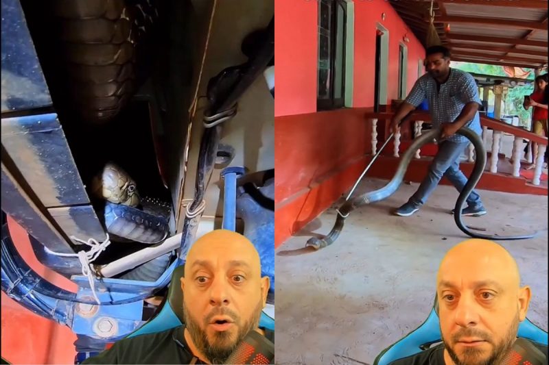 Espécie é considerada a maior cobra venenosa do mundo