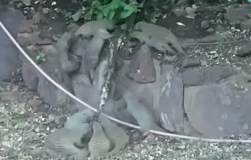 Mangustos atacam cobra píton