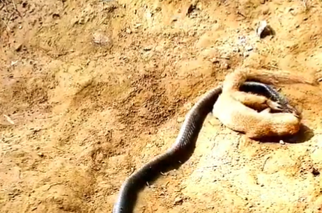 Mangusto e cobra em batalha mortal