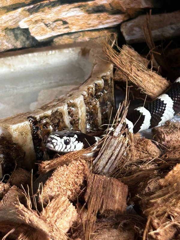 Cobra mobiliza moradores de condomínio em Blumenau 