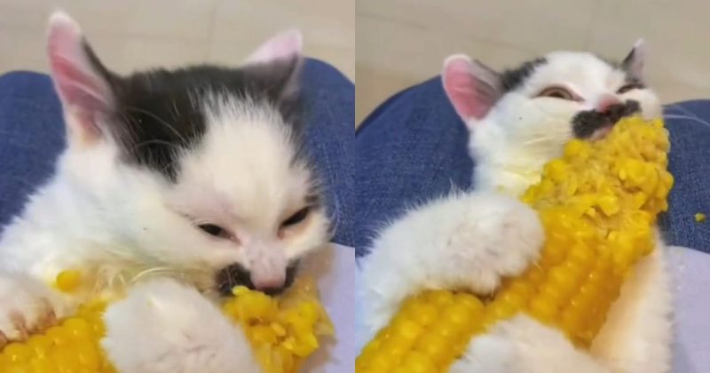 Gato devorando espiga de milho