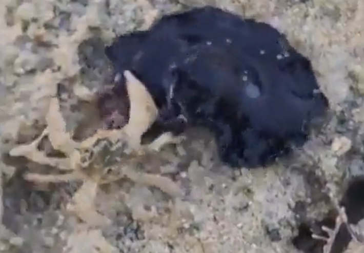 ''Monstro do mar'' na verdade é um platelminto