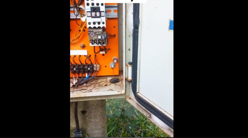 Cobrinha foi vista em uma caixa de força 