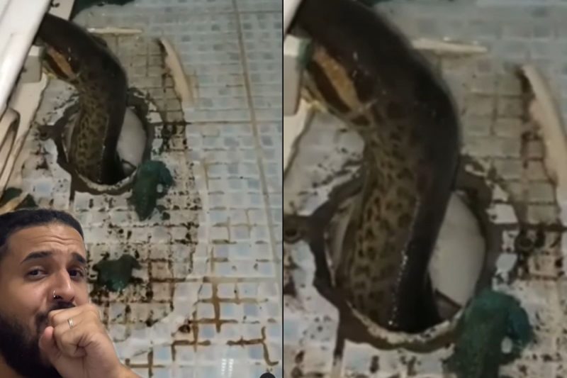 Enorme sucuri aparece presa na encanação do vaso sanitário