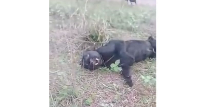 Onça foi covardemente imobilizada e estressada por fazendeiros