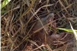 Carcaça de onça escondida no mato