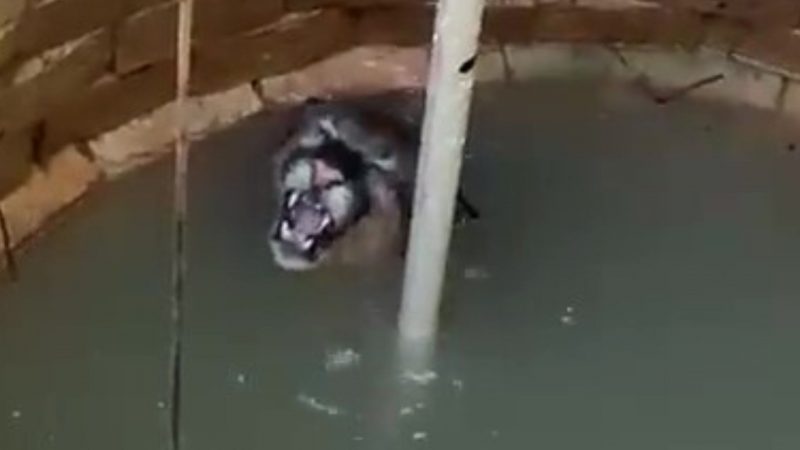 Rampa foi improvisada pelos bombeiros para ajudar o felino – Foto: Via Pantanal Oficial/Reprodu&ccedil;&atilde;o/ND