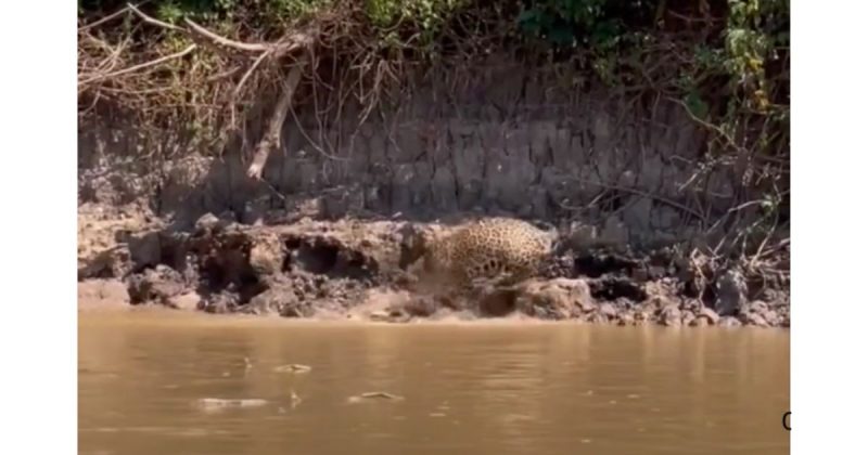 Cobra e onça travam luta de vida ou morte à beira de um rio no Pantanal