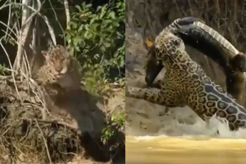 Normalmente o jacar&eacute; leva a pior, mas desta vez n&atilde;o aconteceu – Foto: Reprodu&ccedil;&atilde;o/Pantanal Oficial/ND