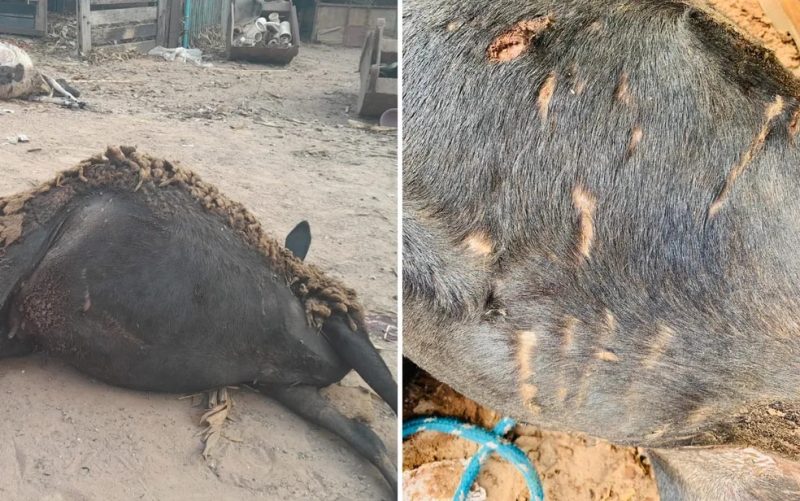 A onça matou 14 ovelhas foram em uma fazenda com 17 animais 