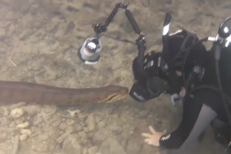 A expedição no Pantanal mostra o trabalho do fotógrafo. 