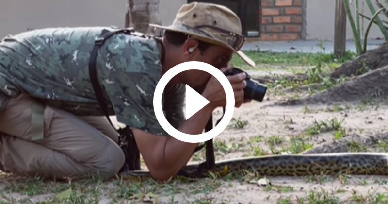 O fotógrafo ficou frente a frente com a sucuri. 