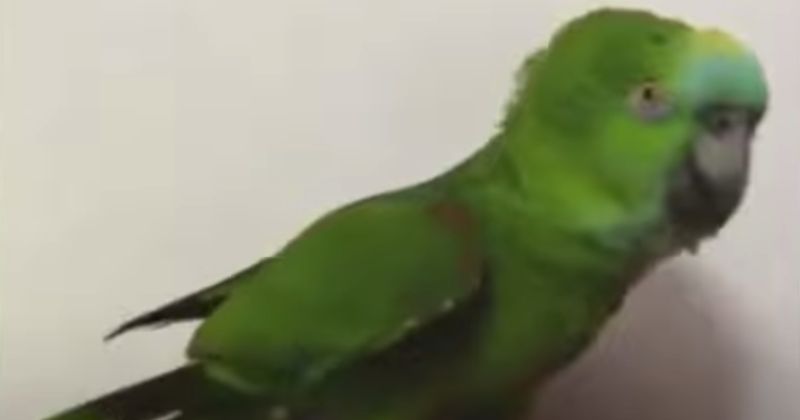 Papagaio canta Beyoncé de forma impressionante