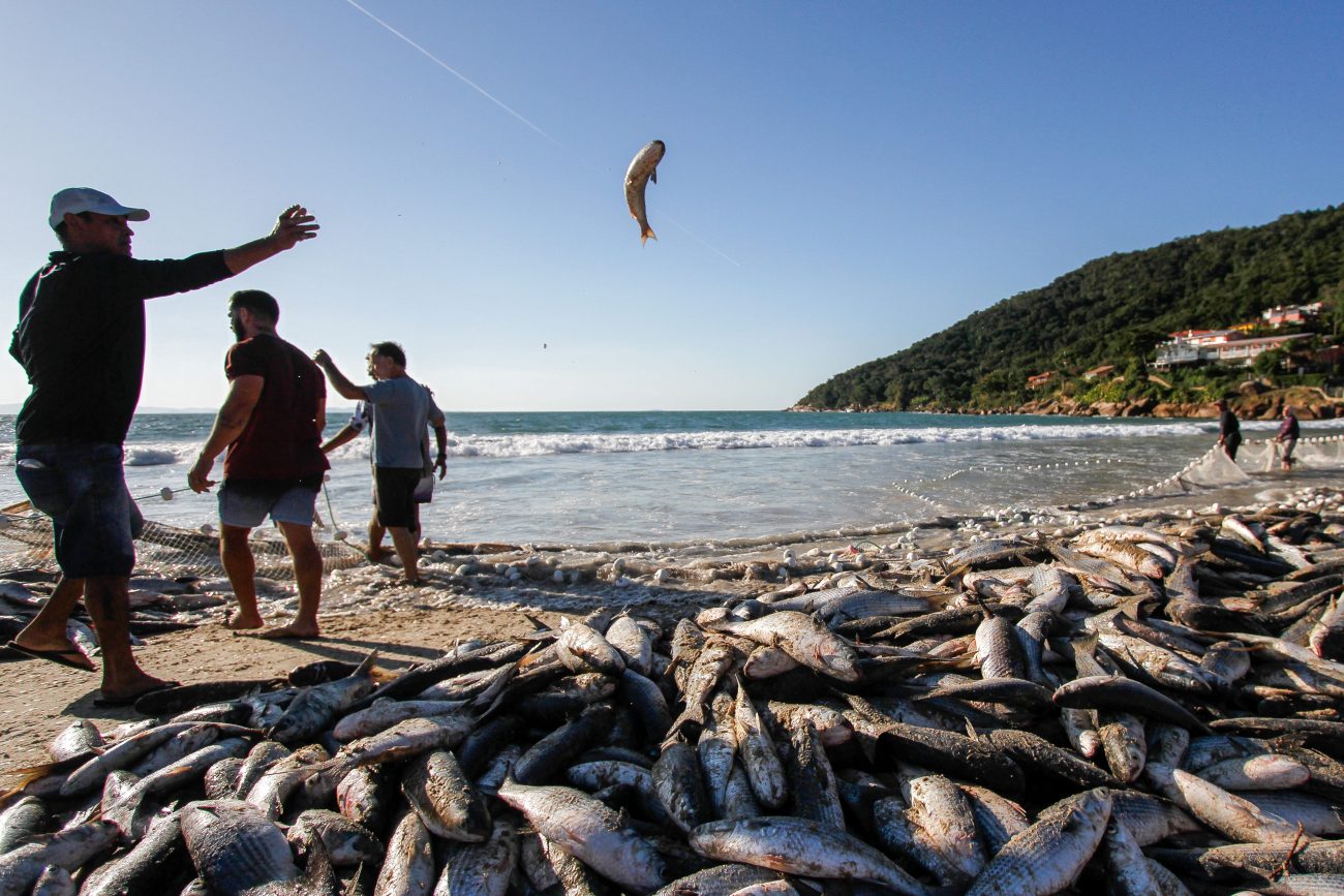 Pescadores de tainha em praia de Santa Catarina Justiça negou liminar contra limite de pesca da tainha em SC