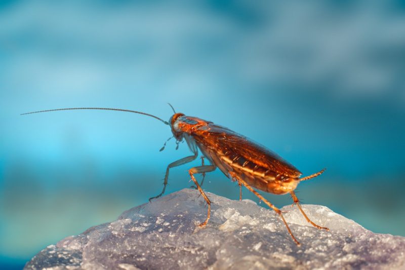 Baratas são insetos resistentes e carregam 40 tipos de bactérias diferentes