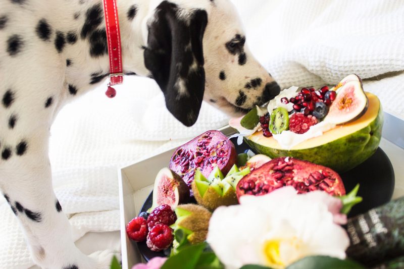 A imagem mostra um cachorro da raça dálmata cheirando frutas diversas.