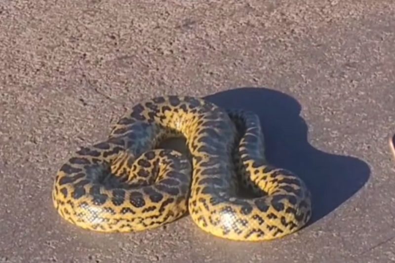 Cobra é amarela com pintas pretas, como a onça