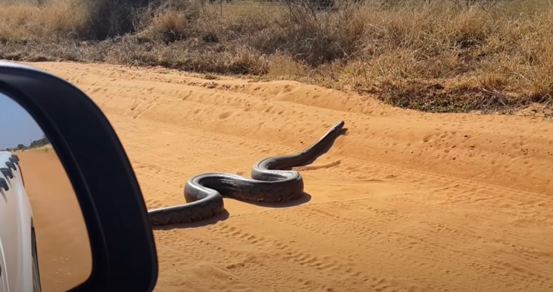 serpente píton chamou a atenção em estrada de areia