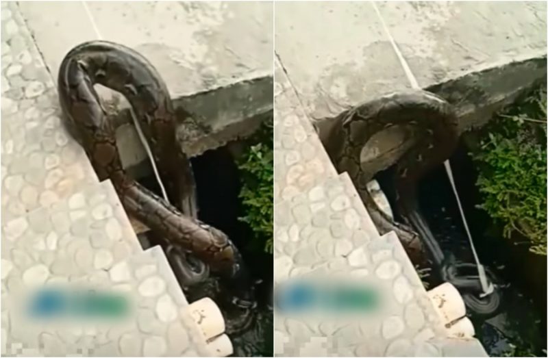 píton caiu em armadilha