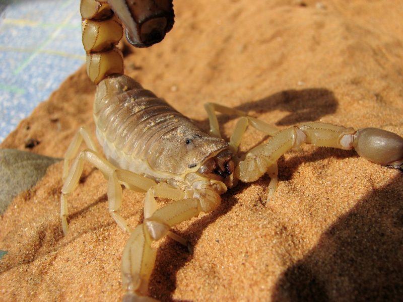 Escorpião-amarelo é o mais perigoso que vive no Brasil